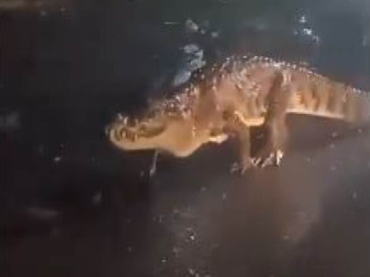 A young man was doing stunts with a crocodile, put his hand in his mouth and then…; watch video