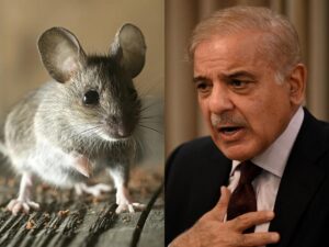 Rats threaten Sharif government