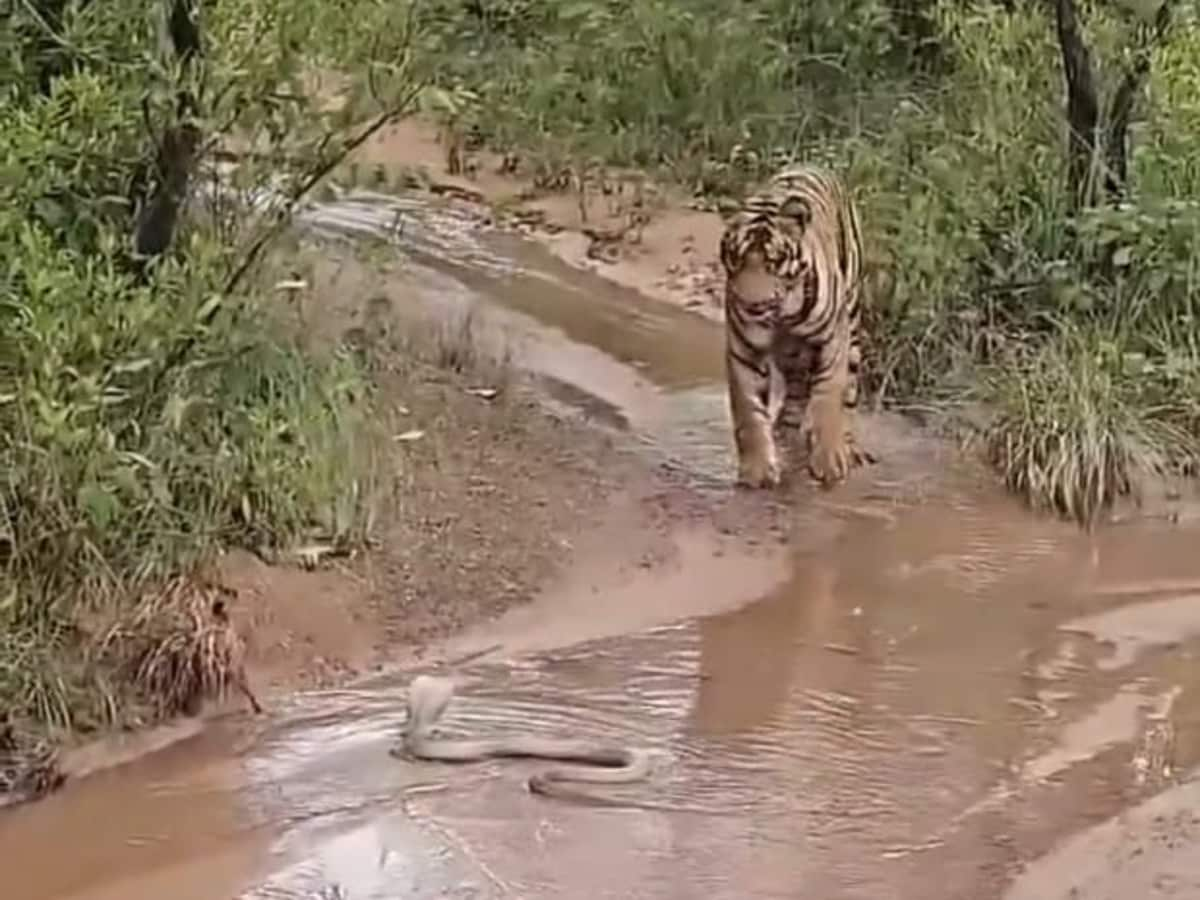 When a tiger came face to face with a king cobra